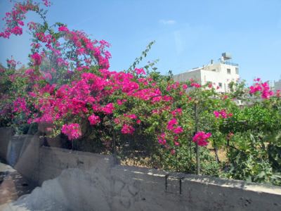 Kudüs Gezisi (1432-2011) BetLahim, fotoğraf 22