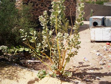 Mekke 01, fotoğraf 5