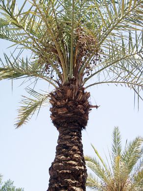 Medine 01, fotoğraf 23