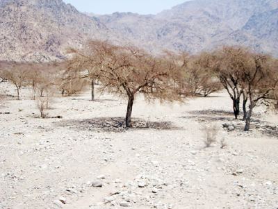 Medine 03, fotoğraf 12