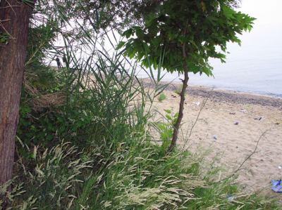 Armutlu, fotoğraf 6