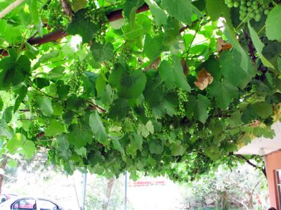 Armutlu, fotoğraf 24