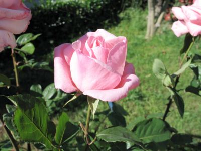 Güller, fotoğraf 7
