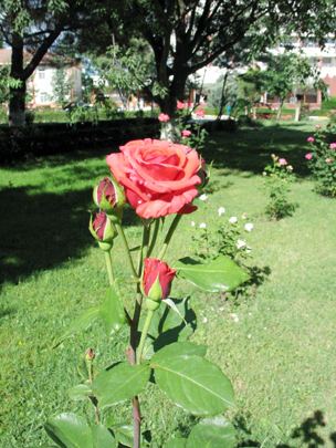 Güller, fotoğraf 8