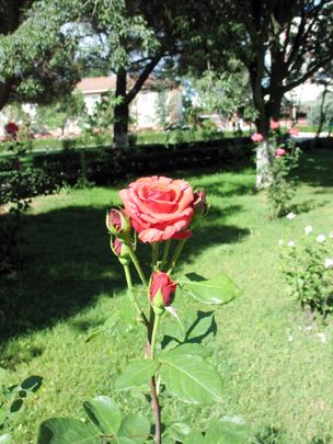Güller, fotoğraf 9