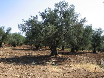Tabiat, fotoğraf 10