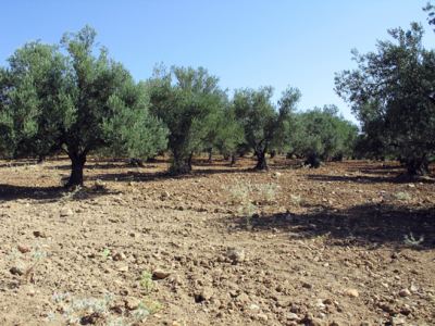 Tabiat, fotoğraf 11