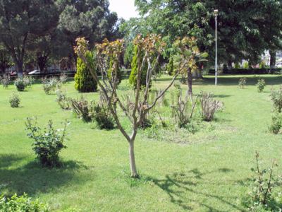 Tabiat, fotoğraf 24
