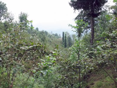 Trabzon Araklı, fotoğraf 4