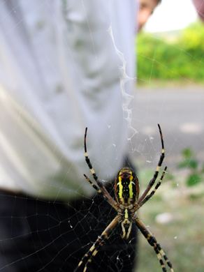 Bitkiler ve Böcekler, fotoğraf 20
