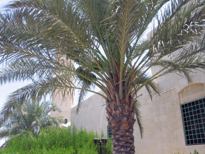 Kudüs Gezisi (1432-2011) Amman - 2, fotoğraf 4