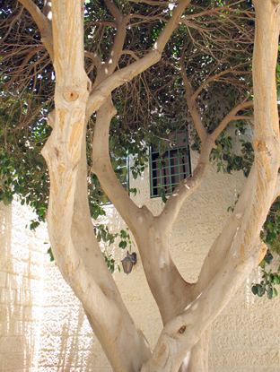 Kudüs Gezisi (1432-2011) Amman - 2, fotoğraf 7